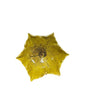 Prato Flor Amarela P